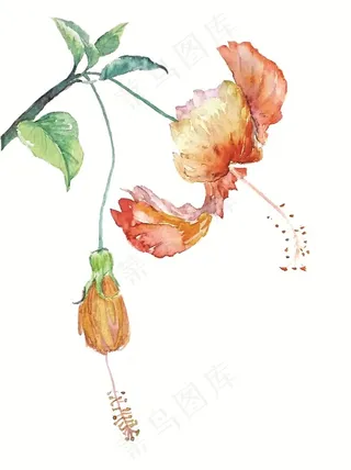 水彩手绘扶桑花