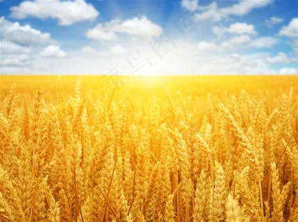 美丽的麦田景色图