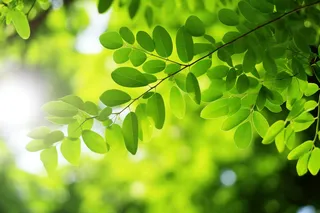 阳光光影下的绿叶树枝摄影图