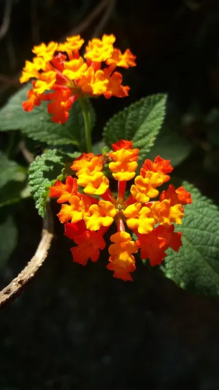 花朵 花束 植物 素材 (5)