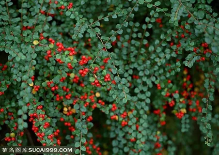 树木树叶-垂下来一片绿色植物上挂满了红色的果实