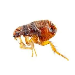 跳蚤 PNG免抠(256x256)