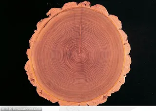 木纹板材机理效果-漂亮的树年轮