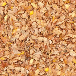 黄色树叶背景素材