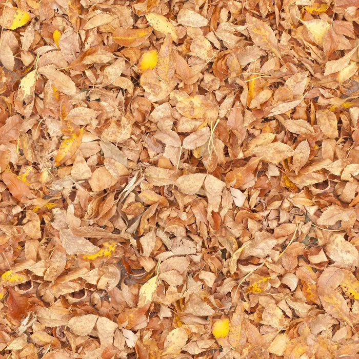 黄色树叶背景素材 黄色树叶背景素材