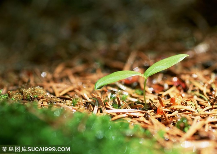 树林的地上长出一颗嫩苗