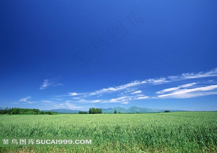 陆地旷野麦田的远山