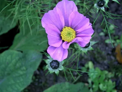 花园植物鲜花图片 花园植物鲜花图片