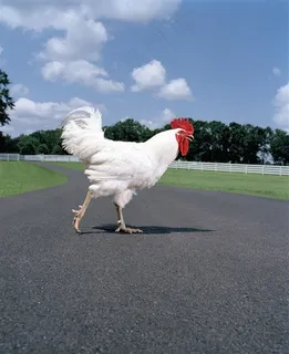 奔跑中白色的鸡 奔跑中白色的鸡