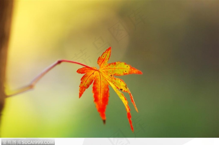 枫叶美景-夕阳下的美丽枫叶