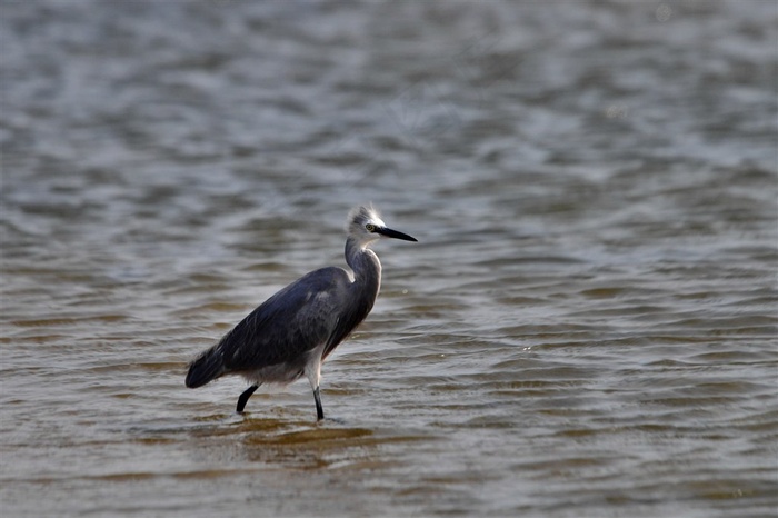 灰色的白鹭素材