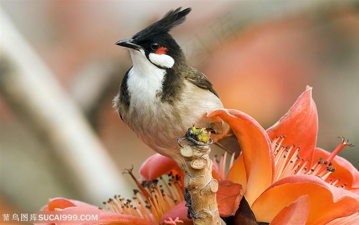漂亮鸟儿-站在花枝的鸟儿