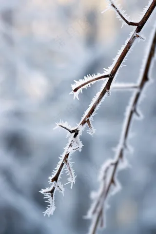 冬天树枝上的白霜雾凇摄影图