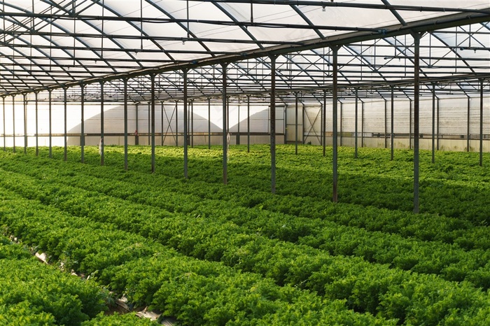 整齐的绿色蔬菜大棚高清图片