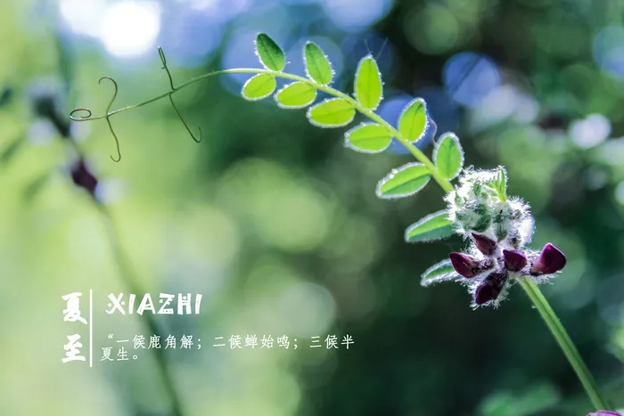 电脑桌面夏至壁纸图片