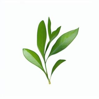 一支绿色的叶子png免抠