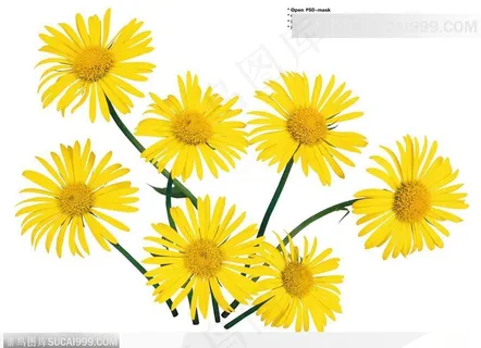 花艺花束-散开的黄色菊花