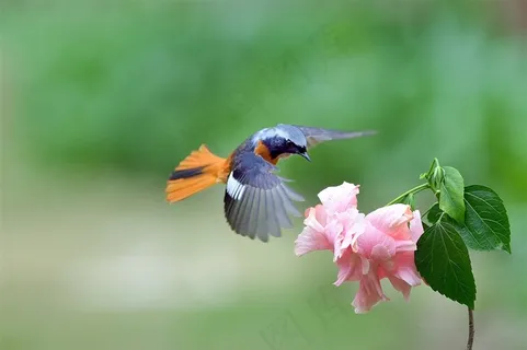 追逐花朵的北红尾鸲雄鸟高清图