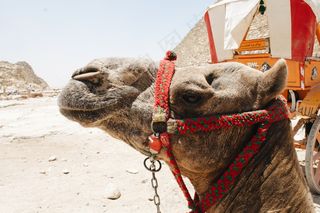 沙漠中骆驼头部特写图片