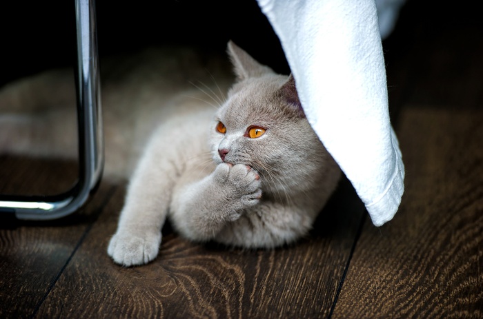 可爱猫咪猫猫摄影素材