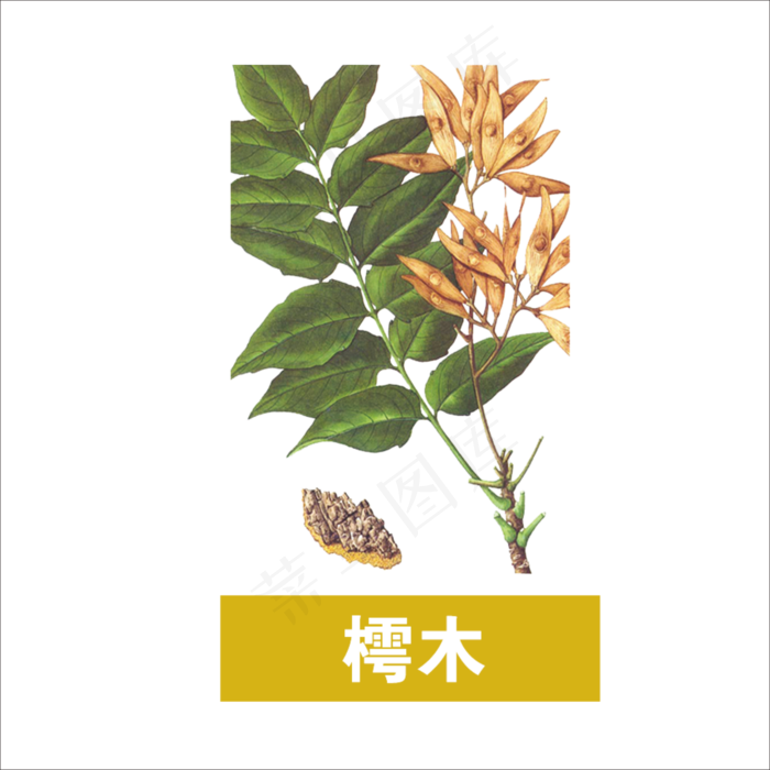 手绘草本中药药材樗木