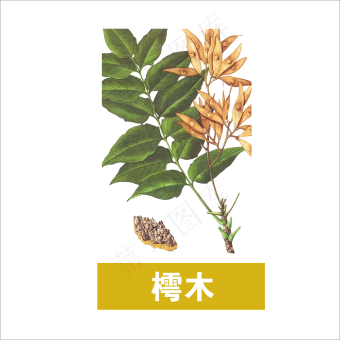 手绘草本中药药材樗木