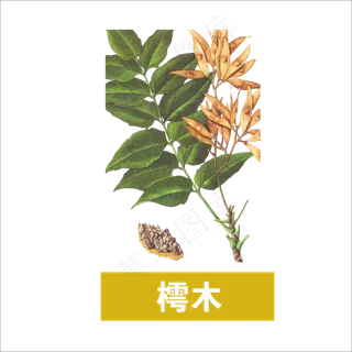 手绘草本中药药材樗木