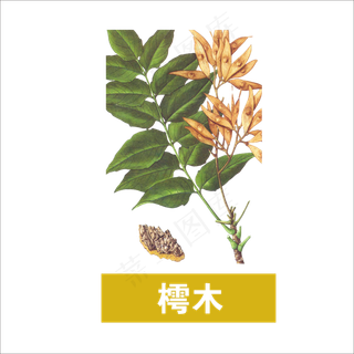 手绘草本中药药材樗木