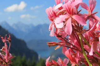 粉红色花朵图片