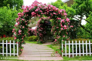 鲜花拱门美丽风景