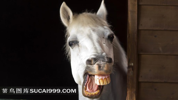 歪嘴的马摄影素材