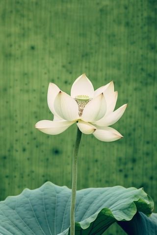 绿色莲花莲子简约背景