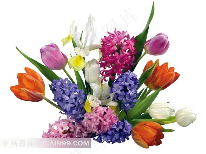 郁金香鲜花壁纸图片