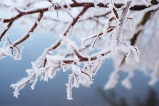 树枝上挂满白霜雾凇清冷感摄影图