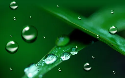 自然风景树叶上的水滴图片