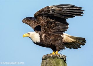 准备起飞的老鹰图片