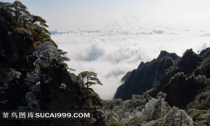 安徽黄山奇松风景大图