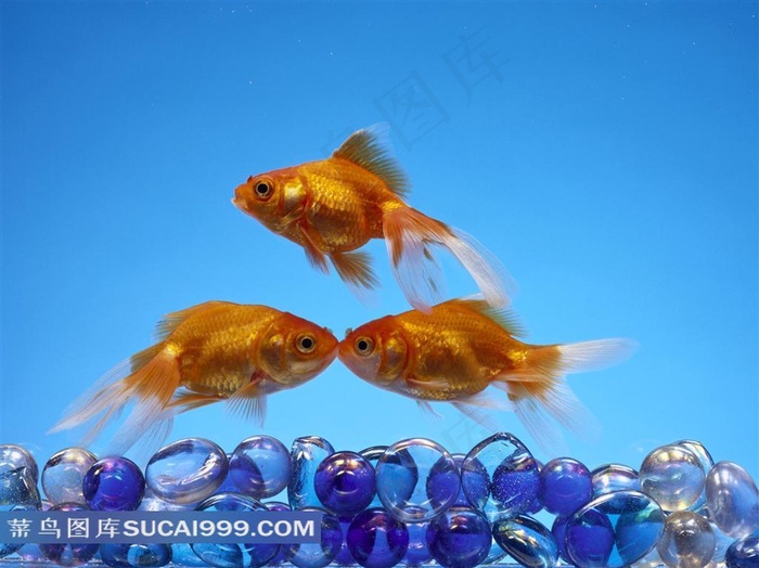 漂亮的金鱼素材图片