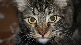 可爱猫咪 动物 素材 奶萌 (106)