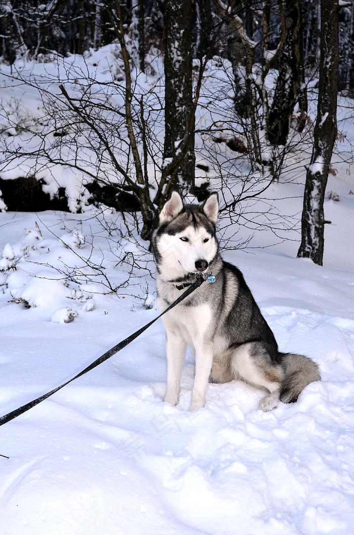 呆萌哈士奇雪橇犬图片