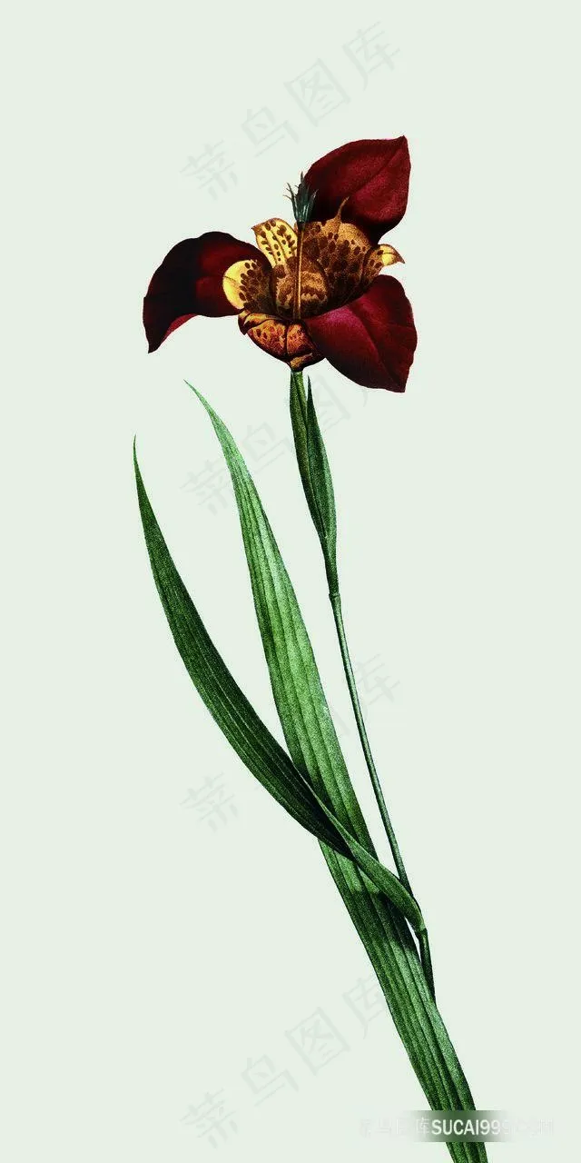 花语唯美静物花卉