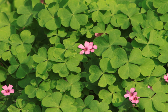 高清幸运四叶草图片下载