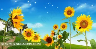 装饰画背景画无框画向日葵