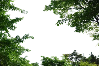 树木树枝树叶免扣素材