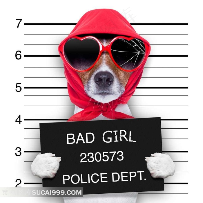犯罪的宠物狗狗图片