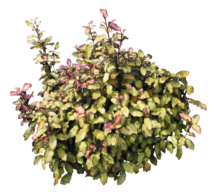 高清树木素材 免抠PSD植物素材 美术绘画园林贴图 树草灌木花草
