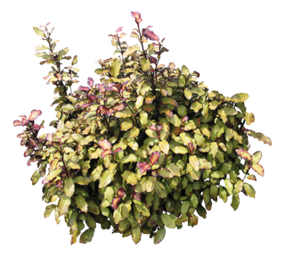 高清树木素材 免抠PSD植物素材 美术绘画园林贴图 树草灌木花草