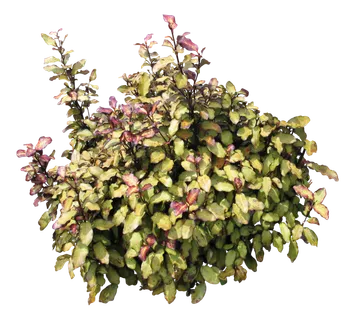 高清树木素材 免抠PSD植物素材 美术绘画园林贴图 树草灌木花草 高清树木素材 免抠PSD植物素材 美术绘画园林贴图 树草灌木花草