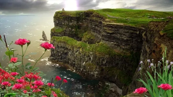 玫瑰, 花朵, 悬崖, 下午, 云, 植物群, 海岸, 钓鱼