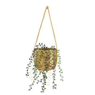 植物 绞刑 树叶 首页 小的 厨房 房间 设计 花